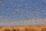 Snow Geese Fly-Out_73214